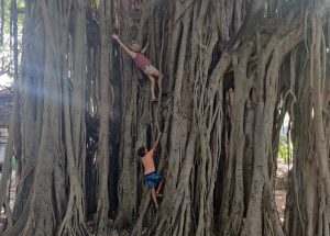 Banyan tree, Cuba