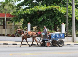 Horse cart near Marina Hemingway, Cuba